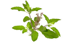 Holy basil